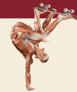 big_bubble_bodyworlds.jpg 