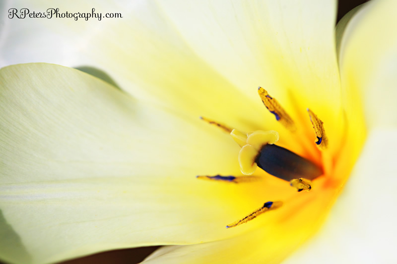 rebecca_peters_photography_flower_spring2.jpg 