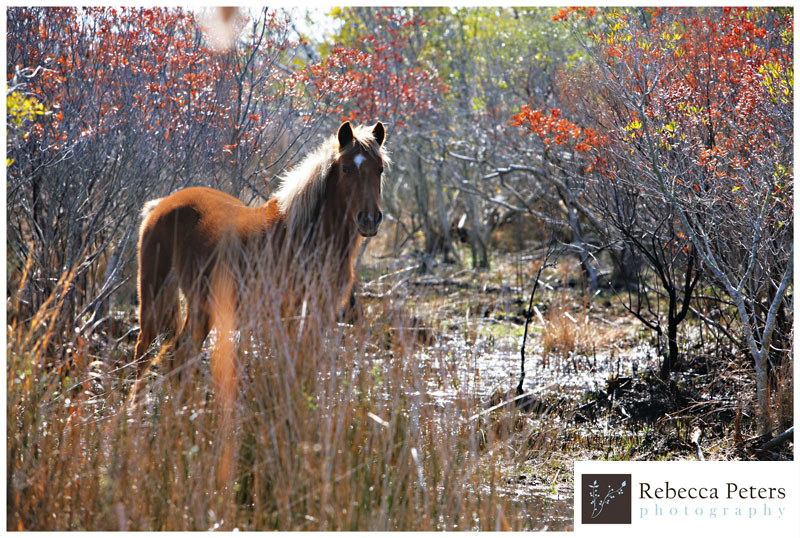 wild_horses_nags_head_Peters.jpg 